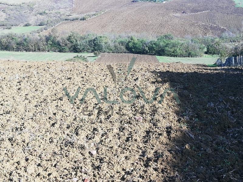 YALOVA MERKEZ ELMALIK KÖYÜNDE SATILIK DENİZ MANZARALI TARLA