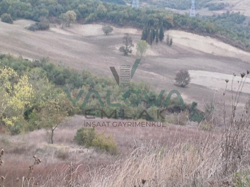 YALOVA ÇİFTLİKKÖY DENİZÇALI KÖYÜNDE YATIRIMLIK TARLA